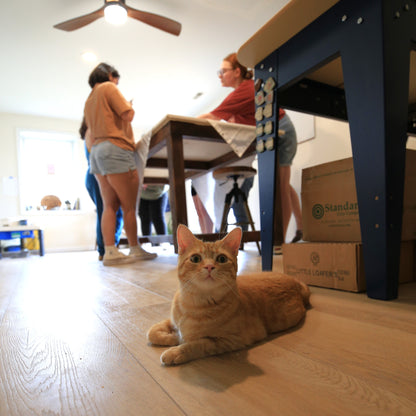 Pottery with Cats